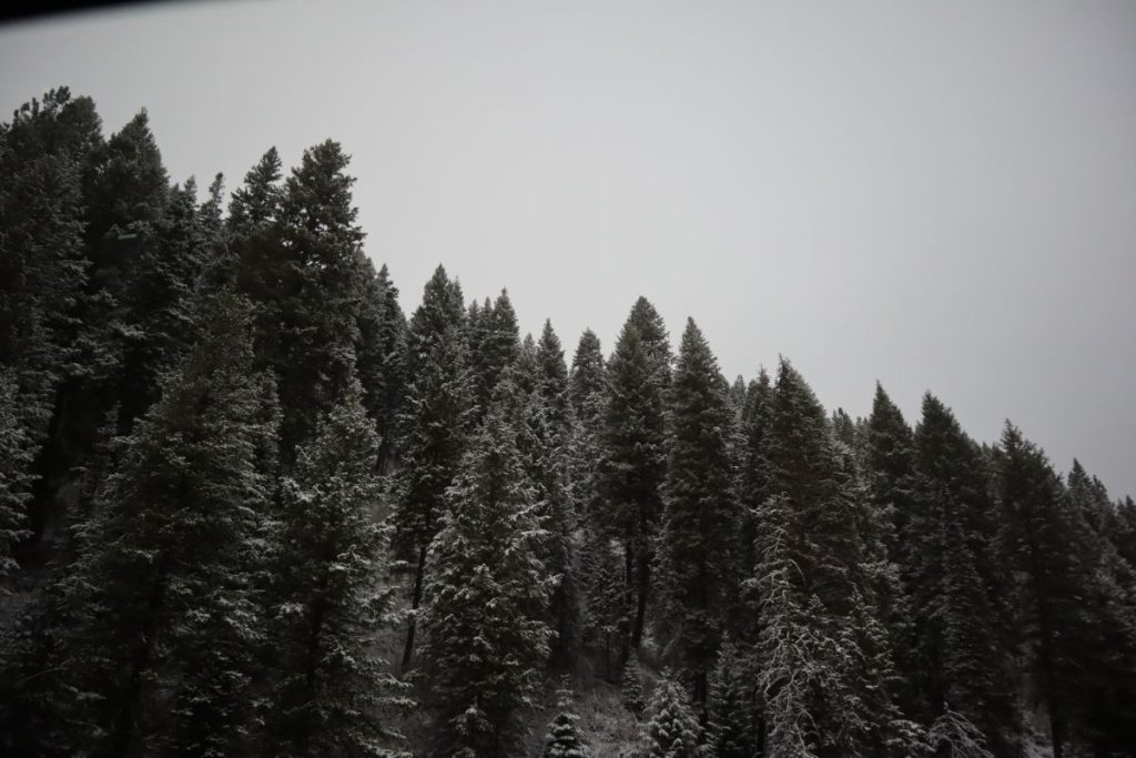 Pine trees